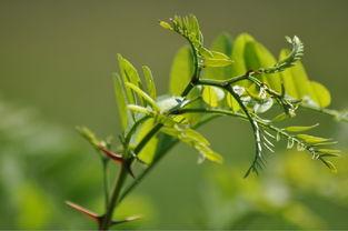 草草春天在线观看,在线观看，感受春日温暖时光  第2张